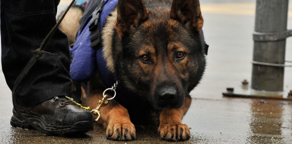 k9 unit dogs